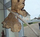 Hainbuchenfalterine